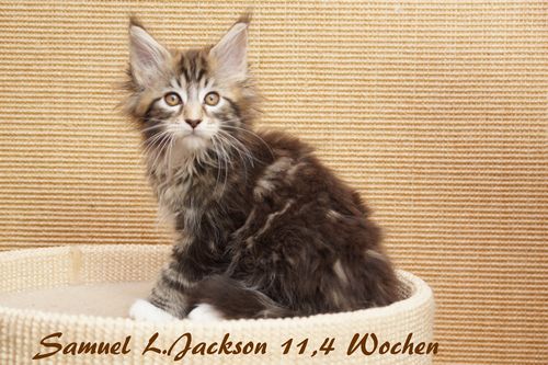  Sweet Proud Tigers Samuel L. Jackson - black ( brown ) classic tabby white