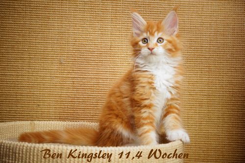Sweet Proud Tigers Ben Kingsley - red classic tabby white