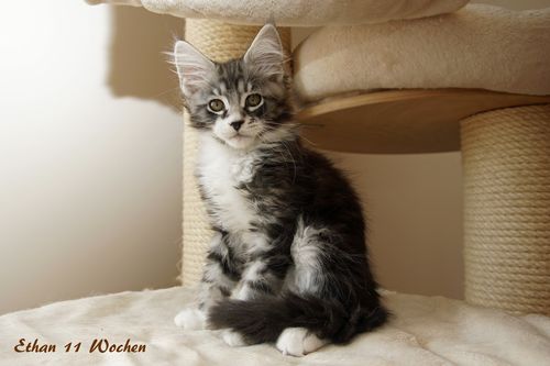 Sweet Proud Tigers Ethan black silver classic tabby white