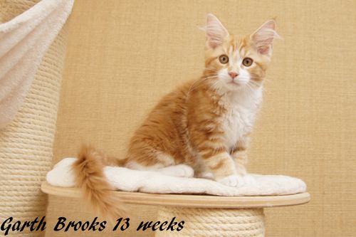 Sweet Proud Tigers Garth Brooks - red classic tabby white