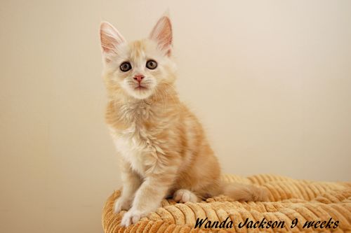 Sweet Proud Tigers Wanda Jackson red silver classic tabby white