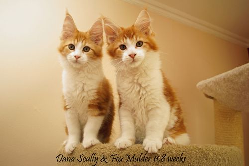 Sweet Proud Tigers Dana Scully - red classic tabby white