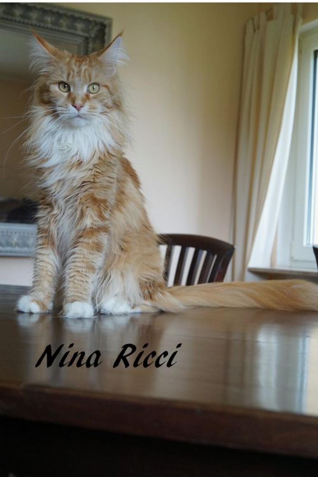  Sweet Proud Tigers Nina Ricci