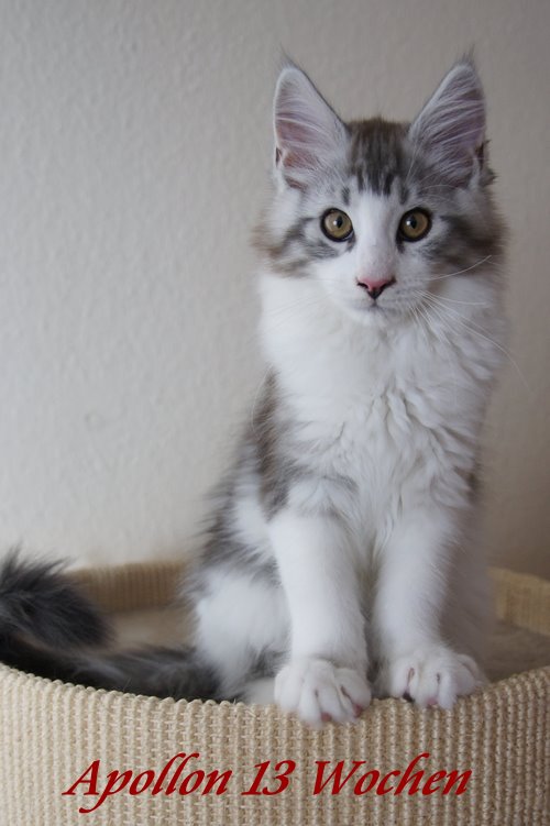 Sweet Proud Tigers Apollon black silver classic tabby white