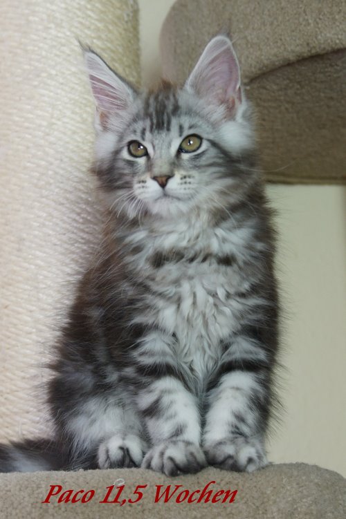  Sweet Proud Tigers Paco black silver classic tabby white