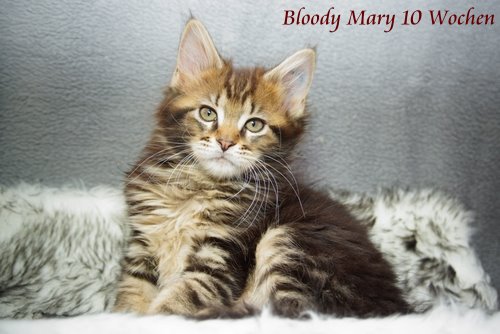  Sweet Proud Tigers Bloody Mary black classic torbie