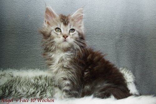  Sweet Proud Tigers Angel`s Face black silver classic tabby