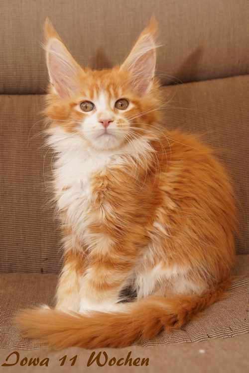   Sweet Proud Tigers Iowa red ticked tabby white