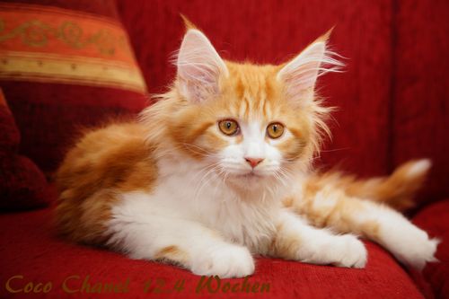  Sweet Proud Tigers Coco Chanel red classic tabby white