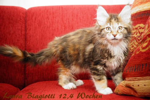   Sweet Proud Tigers Laura Biagiotti black classic torbie