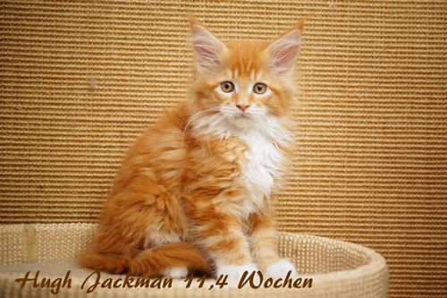  Sweet Proud Tigers Hugh Jackman - red classic tabby white