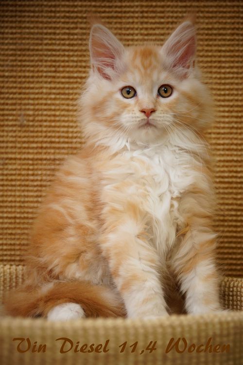  Sweet Proud Tigers Vin Diesel - red silver classic tabby white