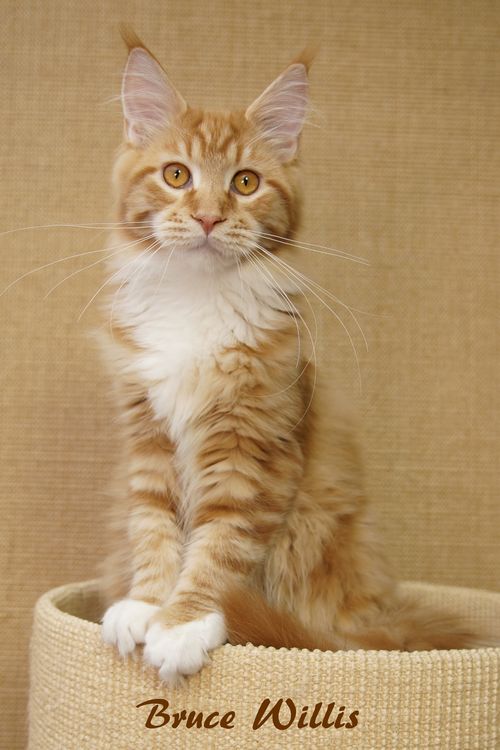  Sweet Proud Tigers Bruce Willis - red classic tabby white