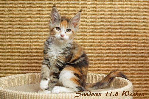 Sweet Proud Tigers Sundown - black classic torbie white