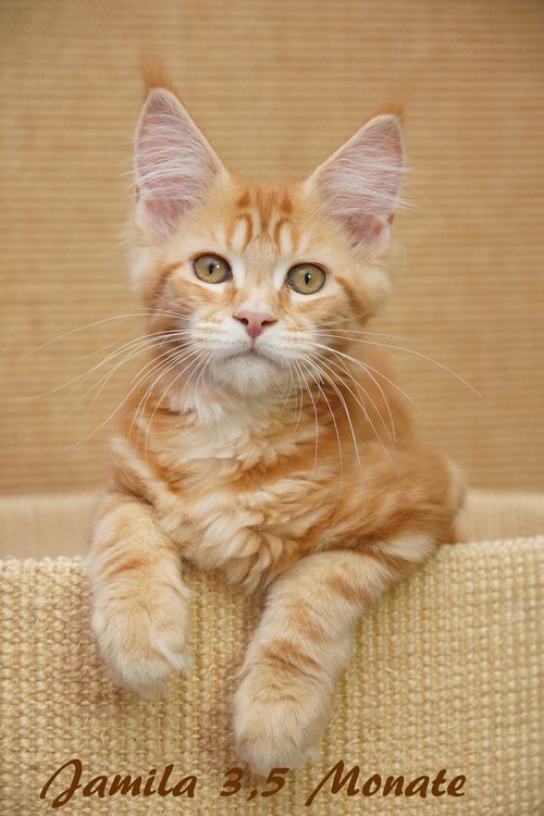  Sweet Proud Tigers Jamila - red classic tabby