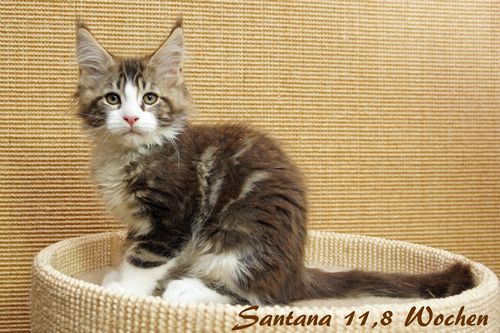 Sweet Proud Tigers Santana - black classic tabby white