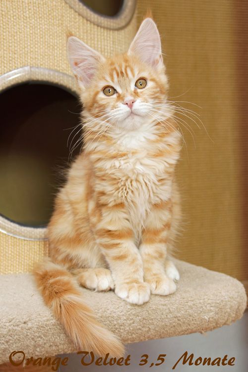 Sweet Proud Tigers Orange Velvet - red classic tabby