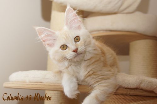 Sweet Proud Tigers Columbia red silver classic tabby white