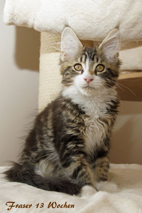 Sweet Proud Tigers Fraser black classic tabby white