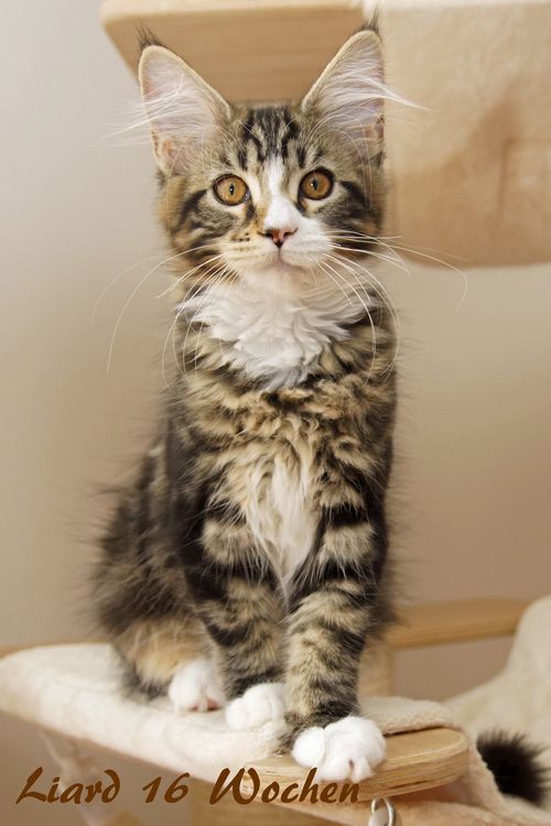 Sweet Proud Tigers Liard black classic tabby white