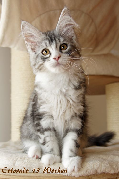 Sweet Proud Tigers Colorado black silver classic tabby white