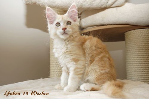 Sweet Proud Tigers Yukon red silver classic tabby white