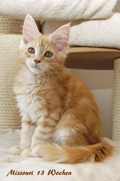 Sweet Proud Tigers Missouri red classic tabby white