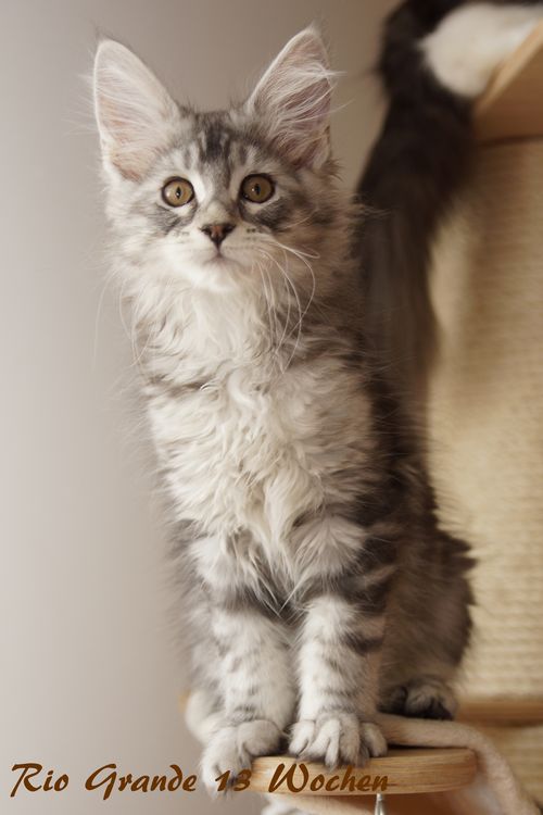 Sweet Proud Tigers Rio Grande black silver classic tabby white 