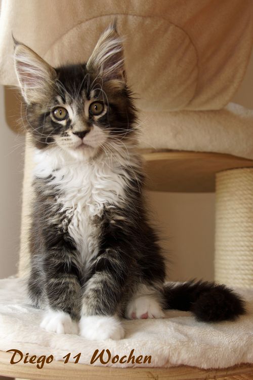 Sweet Proud Tigers Diego black classic tabby white