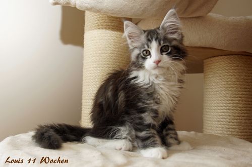 Sweet Proud Tigers Louis black silver classic tabby white