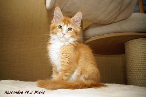 Sweet Proud Tigers Kassandra red tabby ticked white