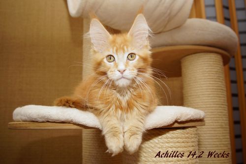 Sweet Proud Tigers Achilles red tabby ticked
