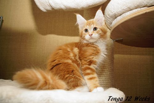 Sweet Proud Tigers Tonga red classic tabby white