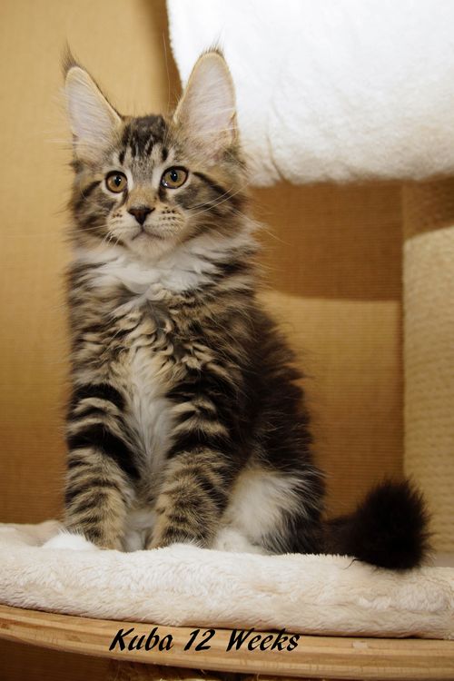 Sweet Proud Tigers Kuba black classic tabby white