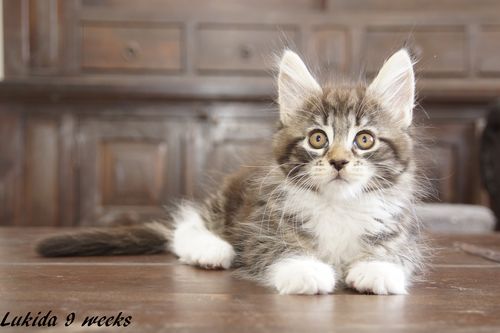 Sweet Proud Tigers Lukida - black classic tabby white