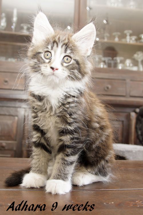 Sweet Proud Tigers Adhara - black classic tabby white