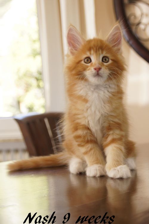 Sweet Proud Tigers Nash - red  classic tabby white