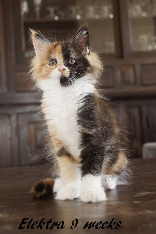 Sweet Proud Tigers Elektra - black tortie white