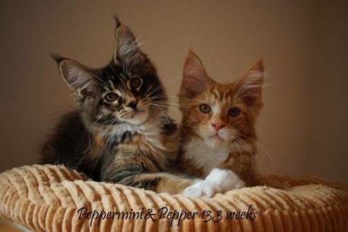 Sweet Proud Tigers Pepper red ticked tabby white