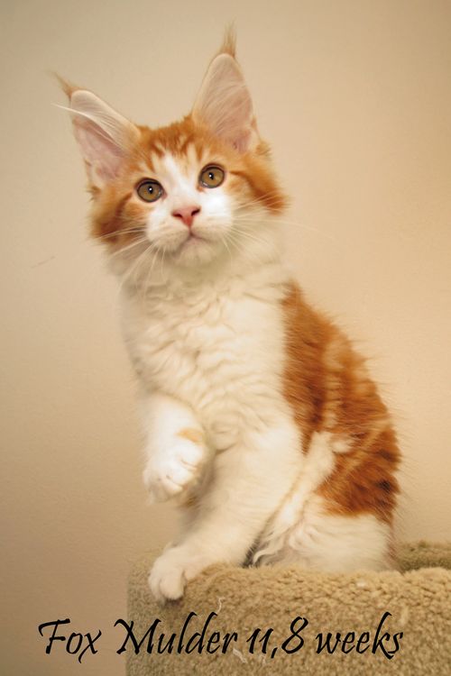 Sweet Proud Tigers Fox Mulder - red classic tabby white 