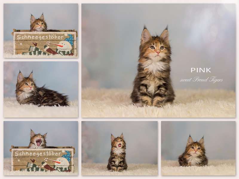  Pink black classic tabby white 8 Weeks