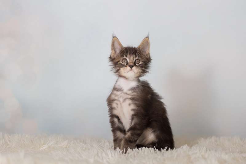  Nickelback black classic tabby white 8 Weeks