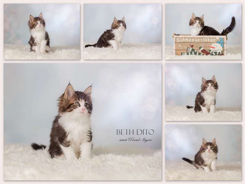  Beth Ditto black classic tabby white 8 Weeks