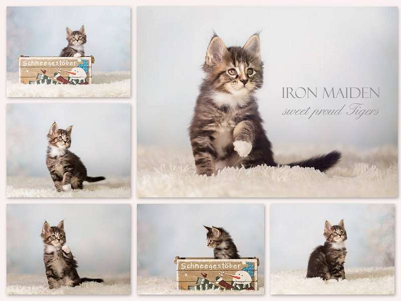  Iron Maiden black classic tabby white 8 Weeks