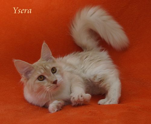  Sweet Proud Tigers Ysera red silver classic tabby white