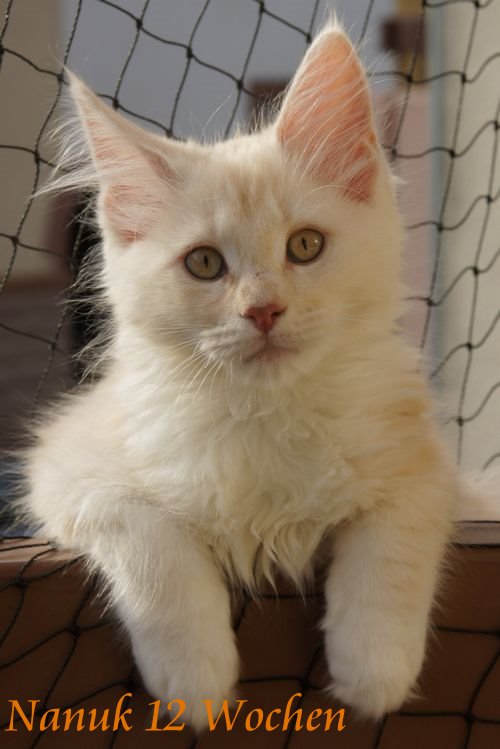  Sweet Proud Tigers Nanuk red silver classic tabby white