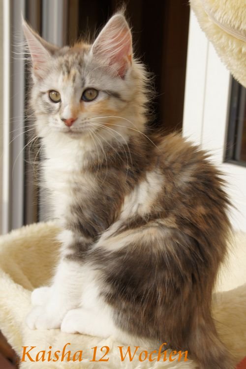  Sweet Proud Tigers Kaisha black silver classic torbie white