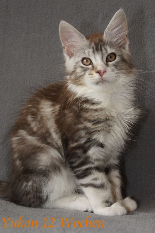  Sweet Proud Tigers Yukon black silver classic tabby white