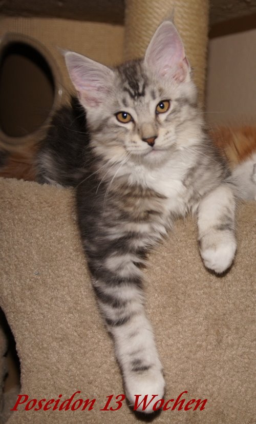  Sweet Proud Tigers Poseidon black silver classic tabby white