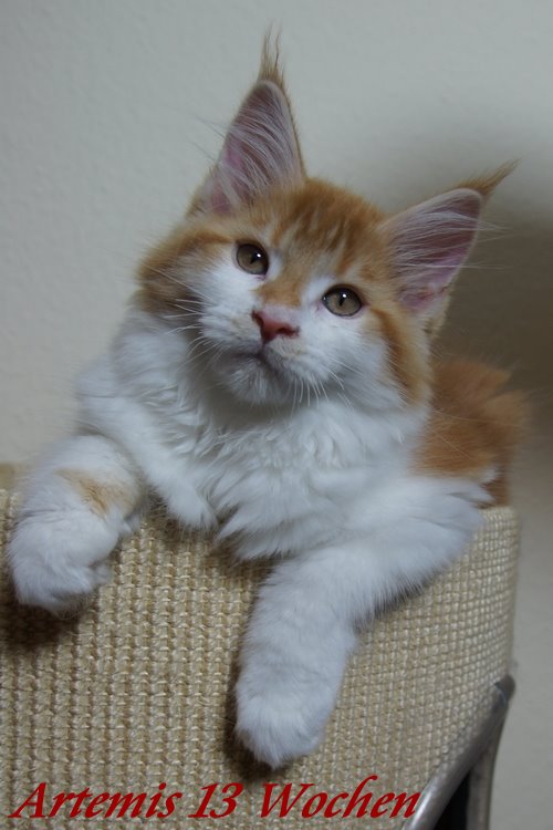  Sweet Proud Tigers Artemis red classic tabby white